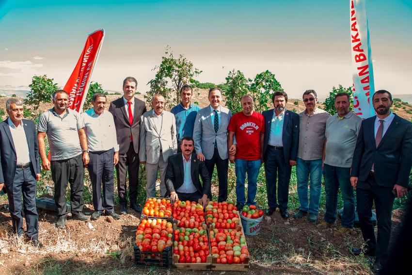 Guldar Domatesi Tescillendi