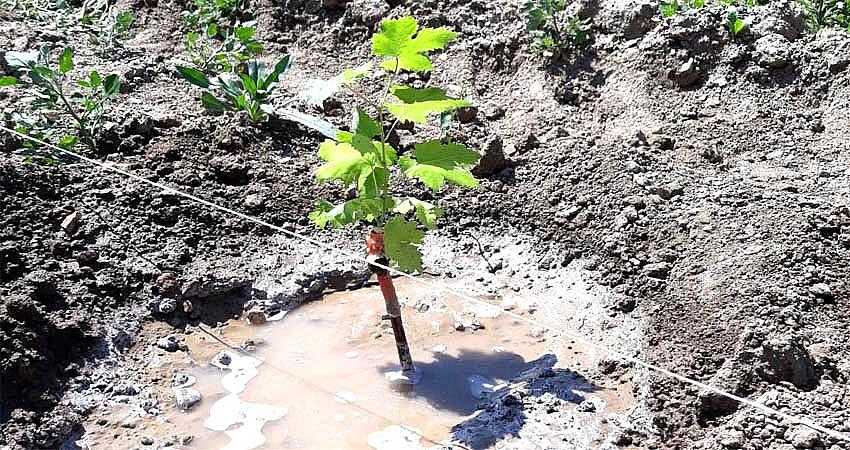 PAKDEMİRLİ: BİNGÖL’DE YILDA 750 BİN FİDAN DİKİLİYOR