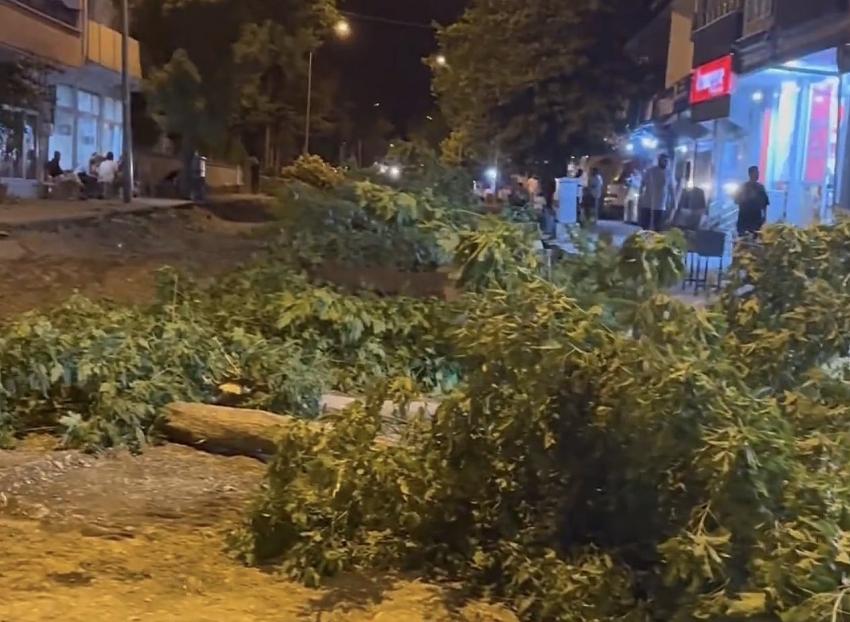 Ağaç Katliamları Sürüyor