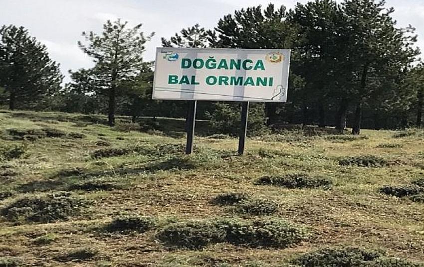 BİNGÖL’DE 3 ADET BAL ORMANI KURULDU