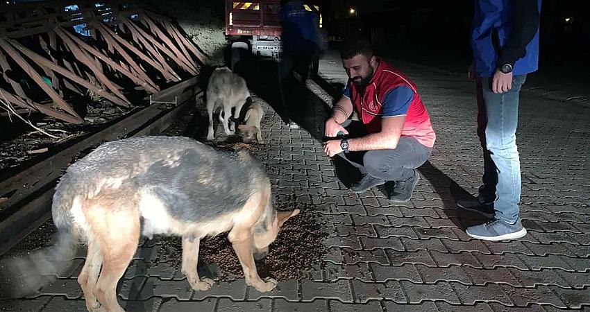 SOKAK HAYVANLARINA MAMA BIRAKILDI