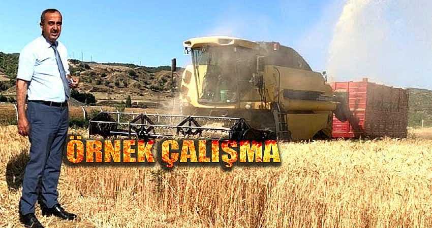 GENÇ BELEDİYESİNDEN BUĞDAY HASADI