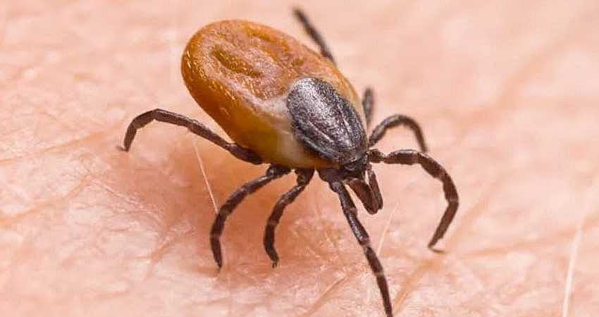 KENE ISIRMASI BELİRTİLERİ NELERDİR?