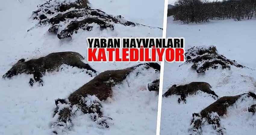 “AV ADI ALTINDA YABAN HAYVANLARI KATLEDİLİYOR”