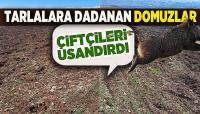 Domuzlar Çiftçiye Ortak Oldu