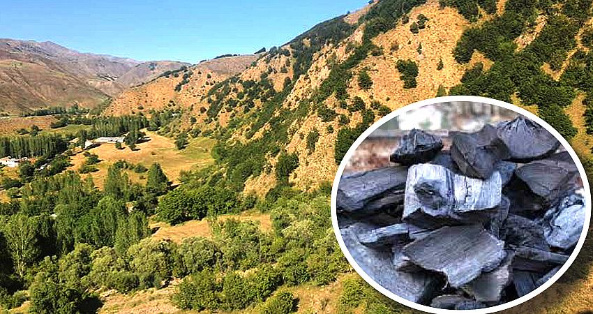 ORMANLAR ODUN KÖMÜRÜ İÇİN KESİLİYOR