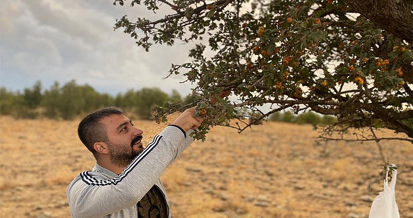 BİNGÖL DAĞLARI YABANİ MEYVELERLE RENKLENDİ