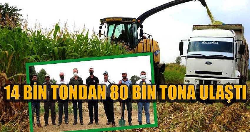 SİLAJLIK MISIR ÜRETİMİ 80 BİN TONA ULAŞTI