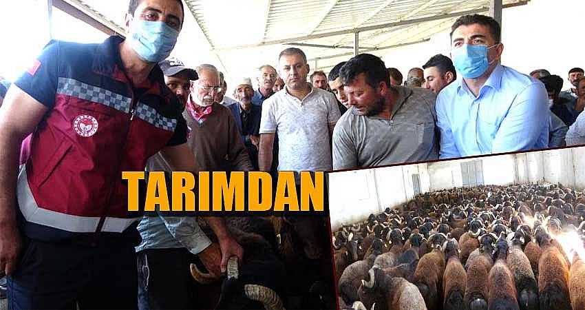 139 BESİCİYE KOÇ VE TEKE