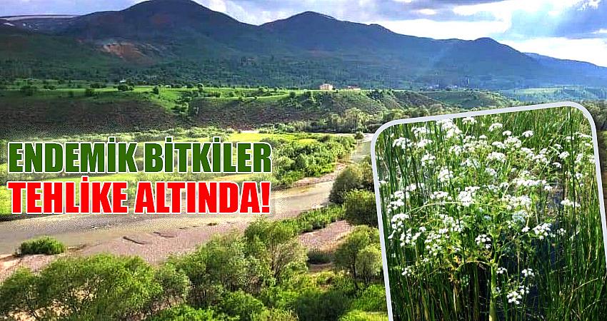 ENDEMİK BİTKİLER TEHLİKE ALTINDA!