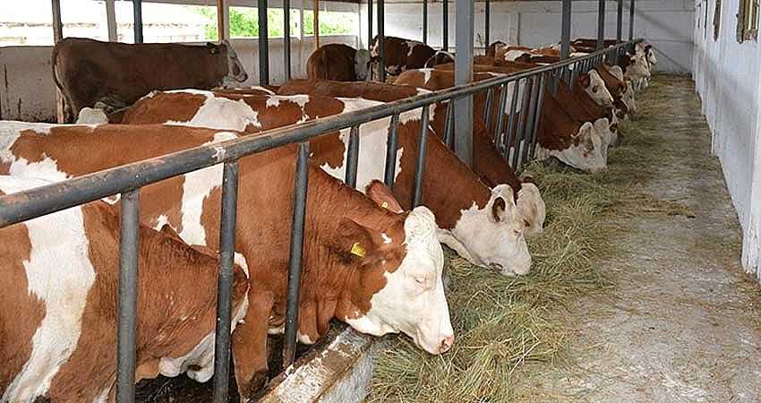 HAYVANCILIK YATIRIMLARI DESTEKLENECEK