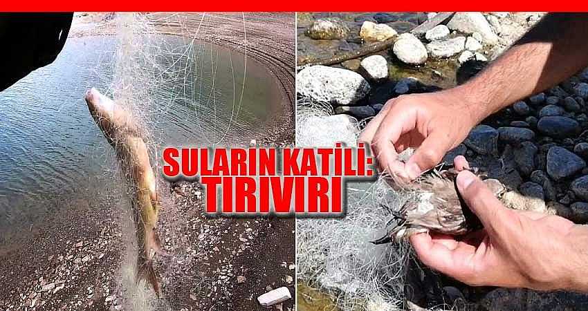 SULARIN KATİLİ: TIRIVIRI